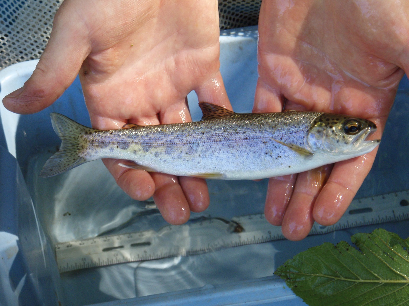 Steelhead Fish being held